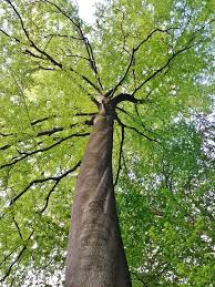 Beech Tree - Dicot Plant Example