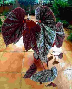 Begonia - Dicot Plant