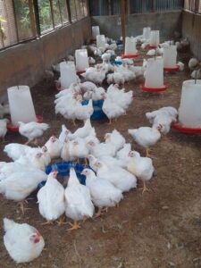 Housing System Of Poultry
