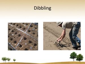 Sowing of seed: Dibbling