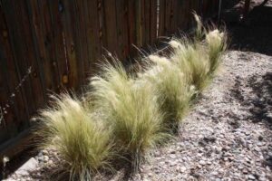 Gossamer Grass: Monocot Plant Example