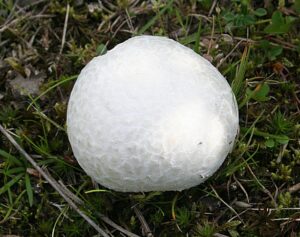 Puffball: Non Green Plants