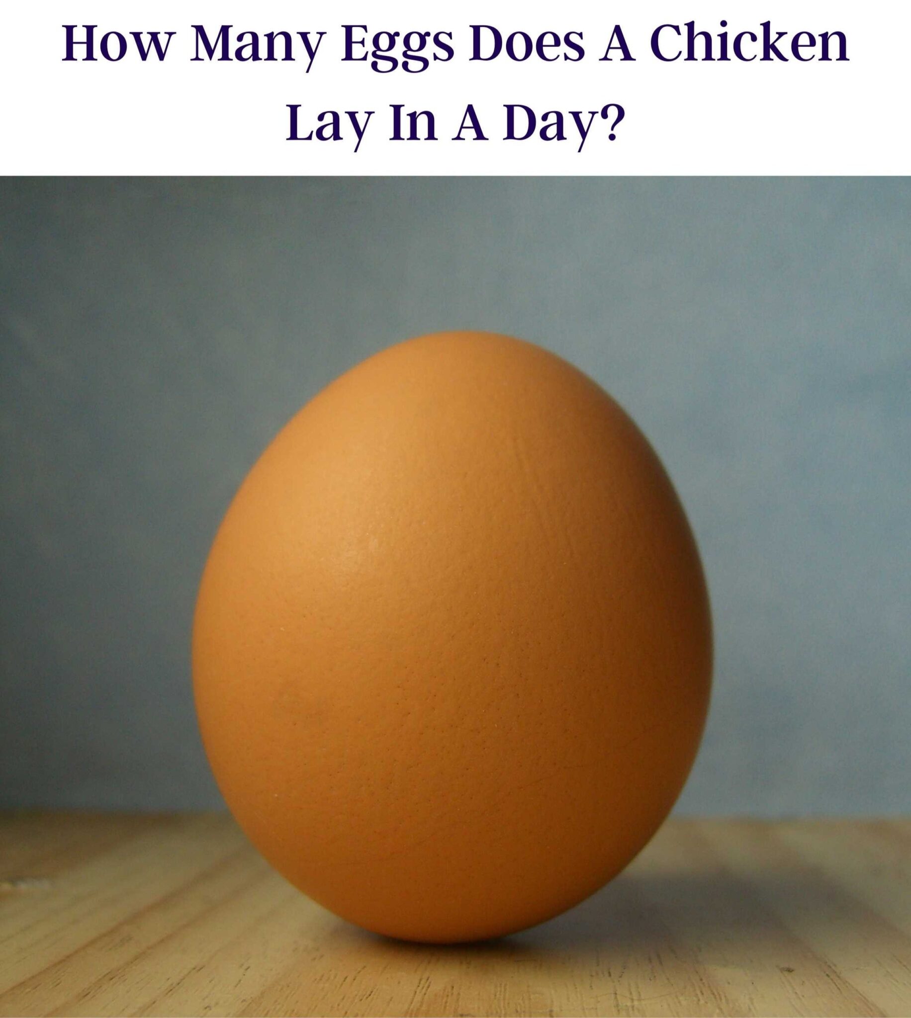 how-many-eggs-does-a-chicken-lay-a-day