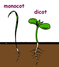 Monocots and Dicots Seed Germination