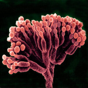 Penicillium