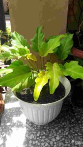 Philodendron - Monocot Plant