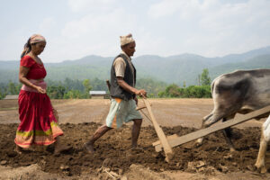 sowing maize plough cimmyt bikram ramghat bhandari surkhet poverty staying pobreza salir pobre siendo oxen ploughs sows