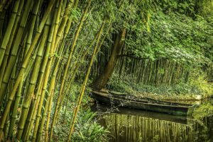 Bamboo: Monocot Plant