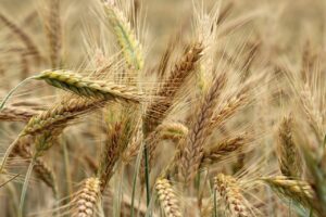 Barley: Monocot Plant