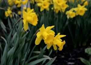 Daffodil: Monocot Plant Example