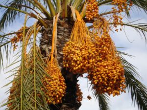 Date Palm: Monocot Plant Example