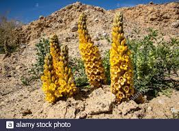 Broomrape: Non Green Plants