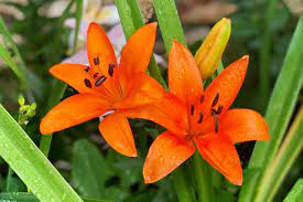 Lilies: Monocot Plant Example