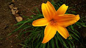 Dwarf Daylily: Monocot Plant Example