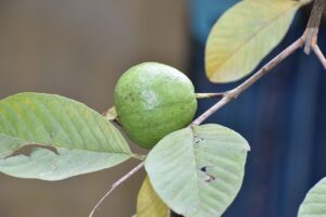 Examples Of Monocot And Dicot Plants