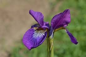 Iris: Monocot Plant Example