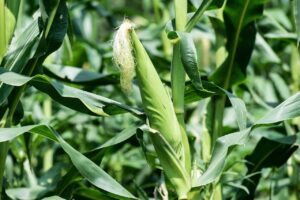 Maize: Monocot Plant Example