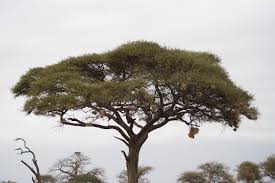 Acacia Tree