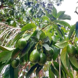 Avocado Tree