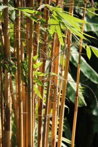 Bamboo, Trees name in english