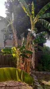 Banana-Tree