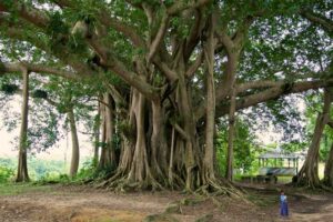 Banyan Tree