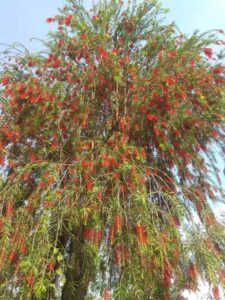 Bottlebrush-Tree