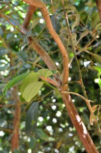 Cinnamon Tree