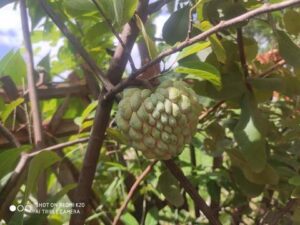 Custard Apple