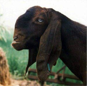 Damascus Goat