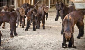 Damascus Goat Babies