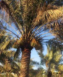 Date-Palm-Tree