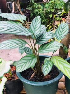 Calathea Setosa