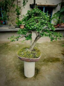 Kalyos Fruit Tree Bonsai