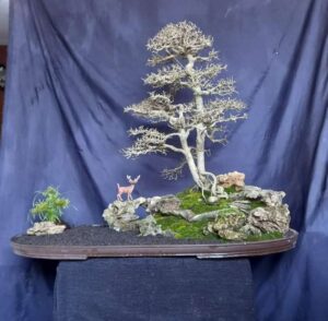 Kalyos Fruit Tree Bonsai