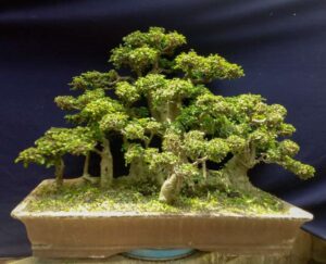 Kalyos Fruit Tree Bonsai