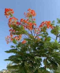 Gulmohar Tree