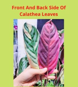 Calathea Setosa