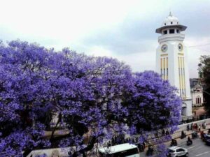 Jacaranda-Tree