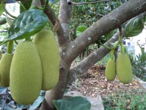 Jackfruit-Tree