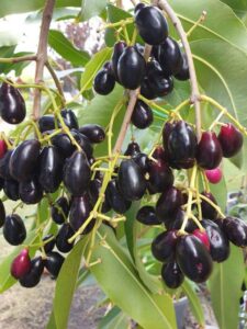 Jamun Tree