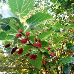 Mulberry Tree, Trees name in english