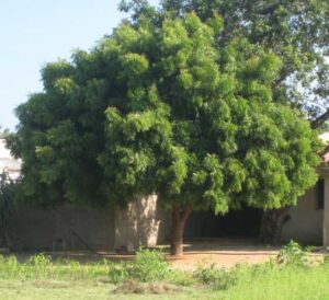 Neem-Tree