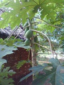 Papaya-Tree