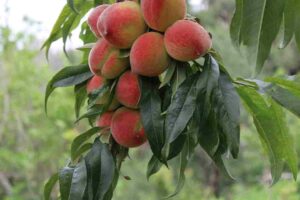 Peach-Tree