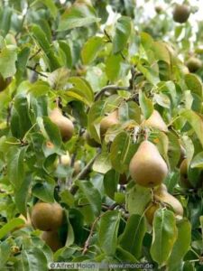 Pear-Tree