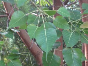 types of indian trees with names