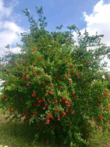 Pomegranate-Tree