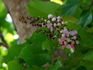 Pongam-Tree