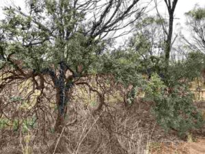 Sandalwood-Tree